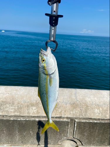 ツバスの釣果