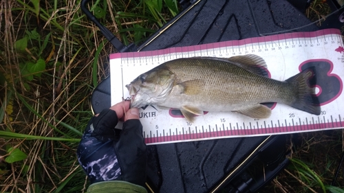 スモールマウスバスの釣果