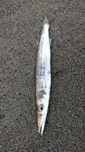 カマスの釣果