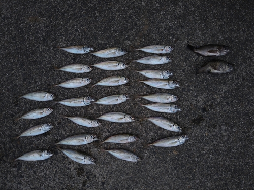 アジの釣果