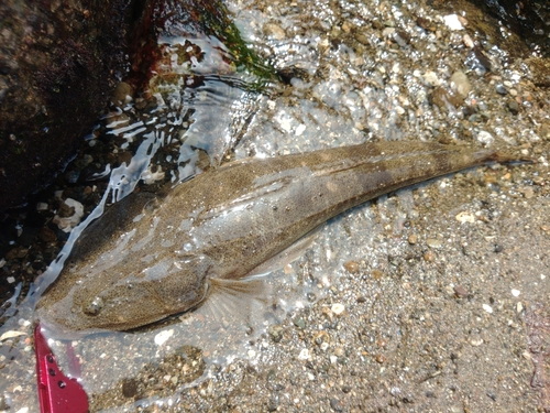 マゴチの釣果