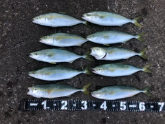 ツバスの釣果