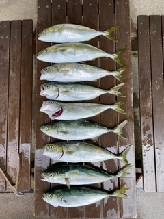 ワカシの釣果