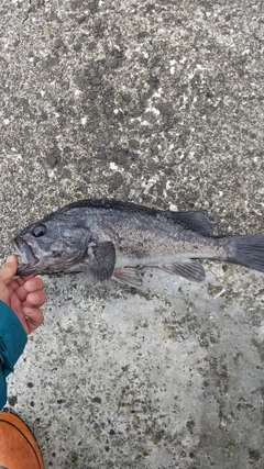 クロソイの釣果