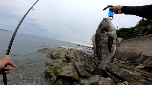 チヌの釣果