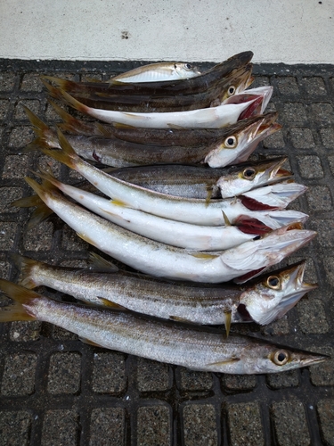 カマスの釣果