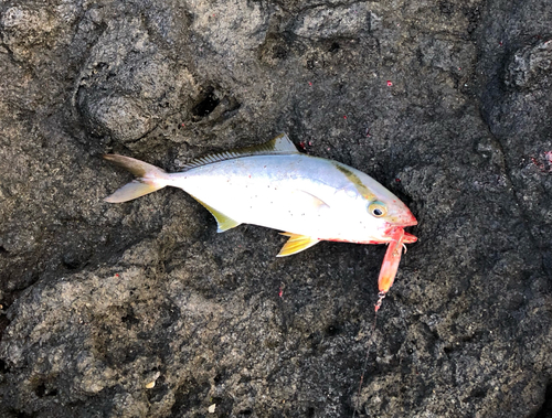 ショゴの釣果