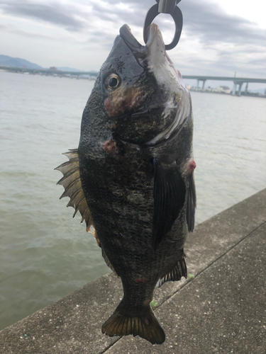 チヌの釣果