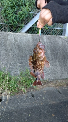 カサゴの釣果