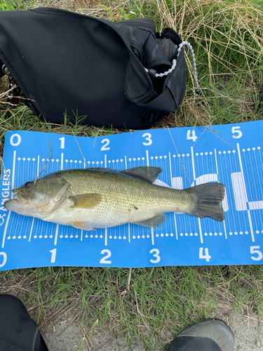 ブラックバスの釣果