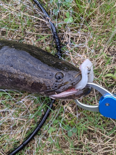 ライギョの釣果