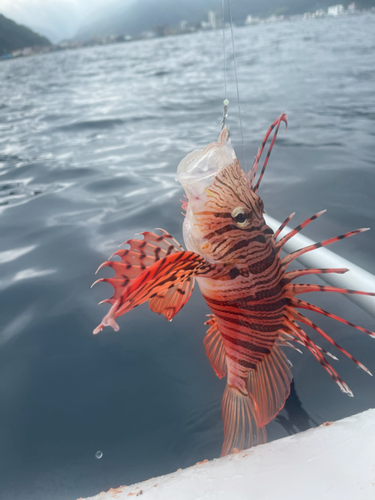 ミノカサゴの釣果