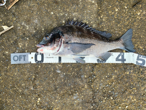 チヌの釣果