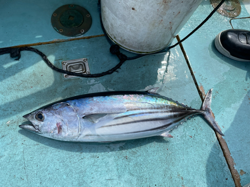 カツオの釣果