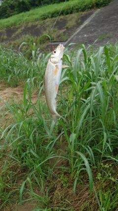 ニゴイの釣果