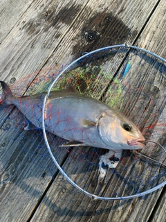 カンパチの釣果