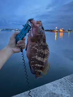 アコウの釣果