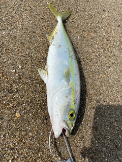 ワカシの釣果