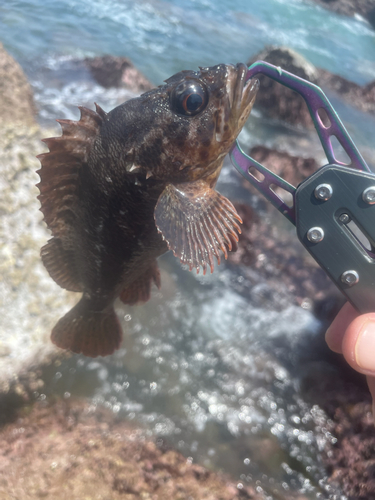 クロソイの釣果