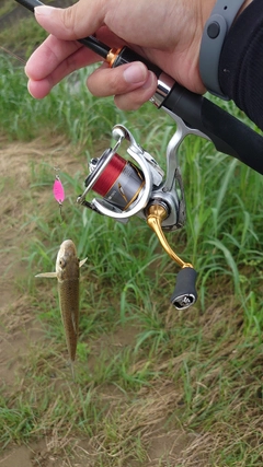 ニゴイの釣果