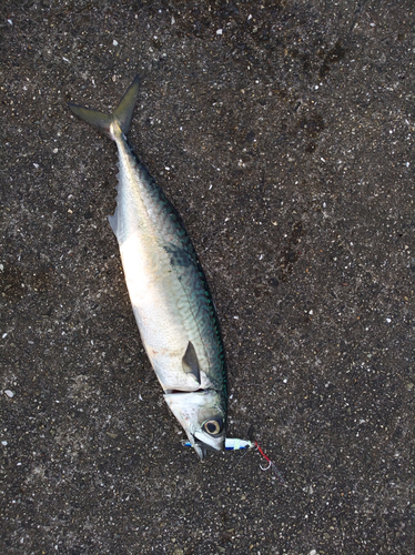 マサバの釣果