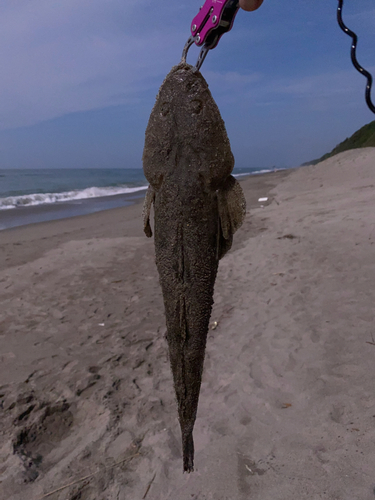 マゴチの釣果