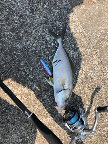 ショゴの釣果