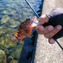 アラカブの釣果