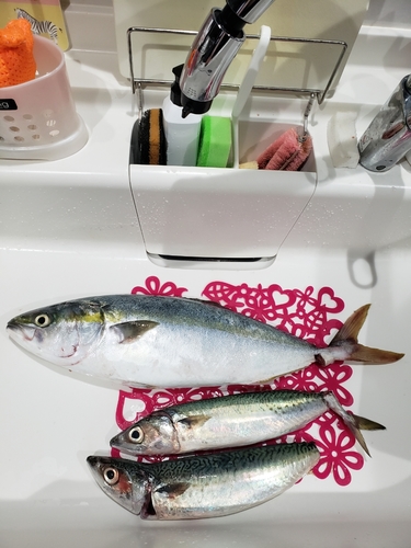 ハマチの釣果