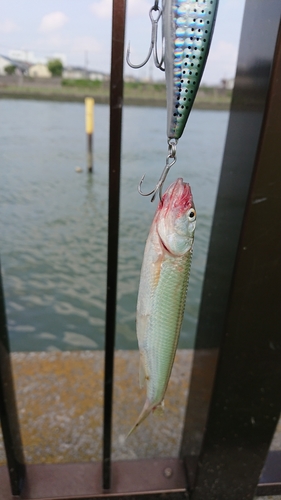 ニゴイの釣果