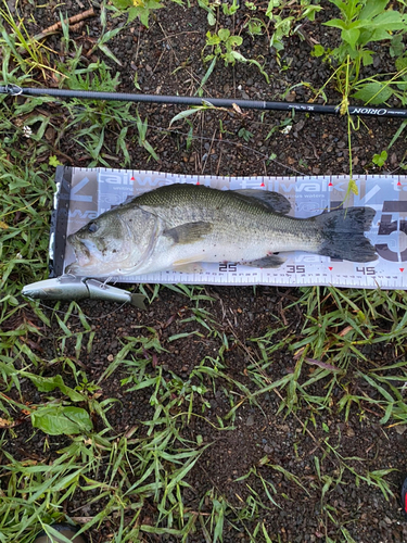 ブラックバスの釣果