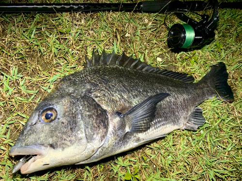 チヌの釣果