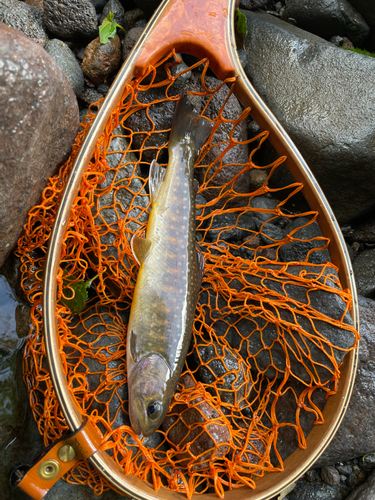 イワナの釣果