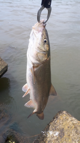 ウグイの釣果