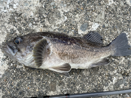 ソイの釣果