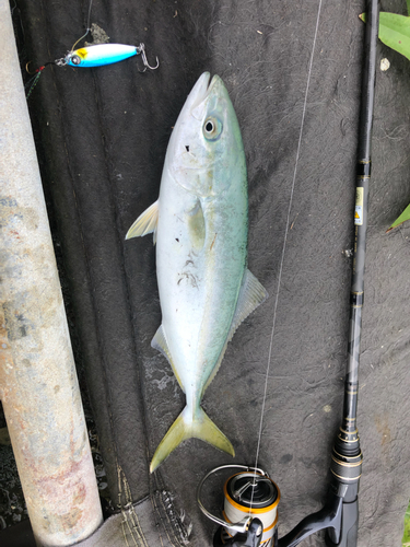 イナダの釣果