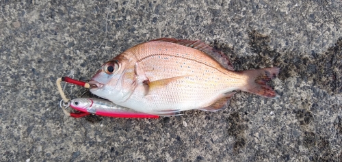 マダイの釣果