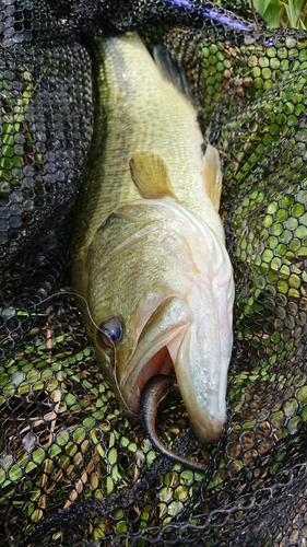 ラージマウスバスの釣果