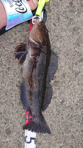 アイナメの釣果