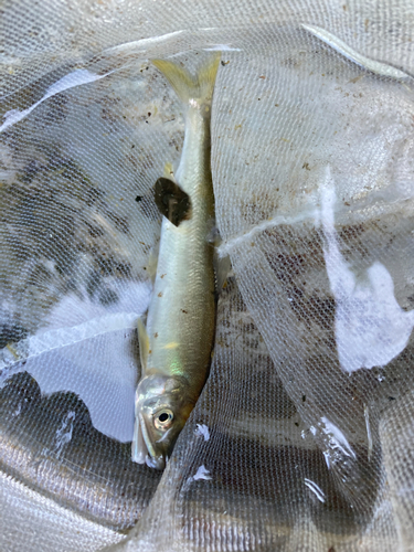 アユの釣果