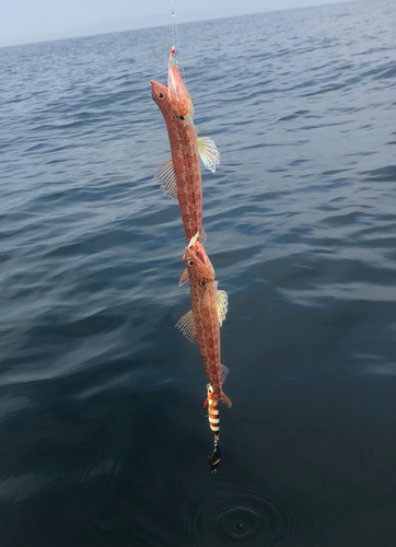 エソの釣果