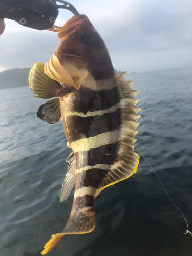 アオハタの釣果