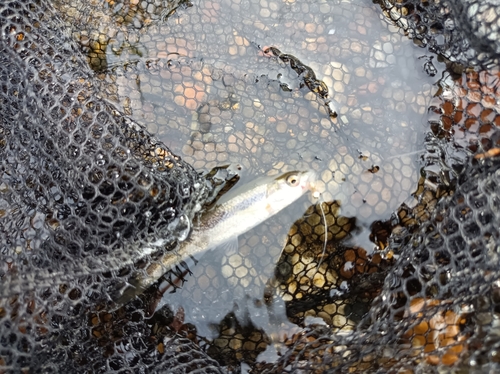 アブラハヤの釣果