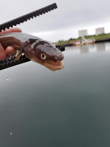 アナゴの釣果