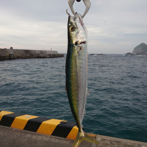 ムロアジの釣果