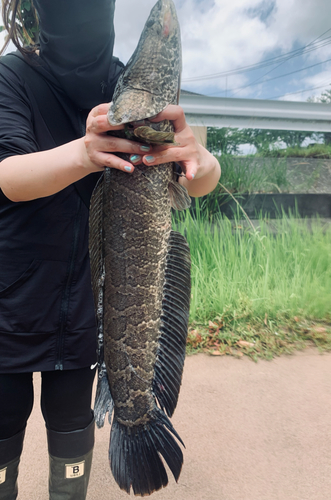 ライギョの釣果