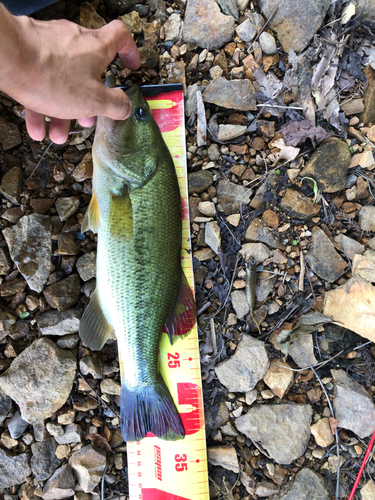 ブラックバスの釣果