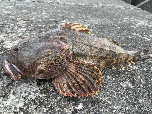 カジカの釣果