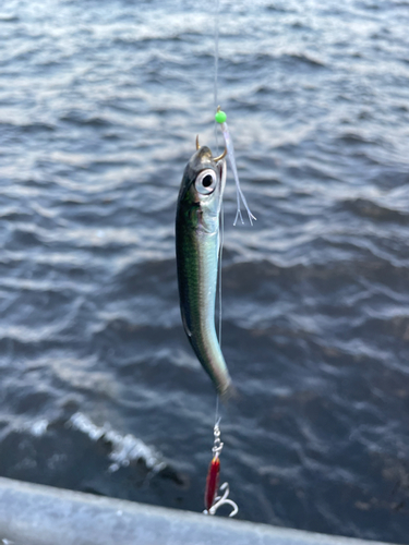 カタクチイワシの釣果