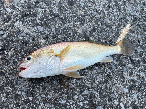 イシモチの釣果